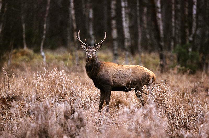 Red Deer