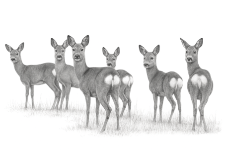 roe_deer_1